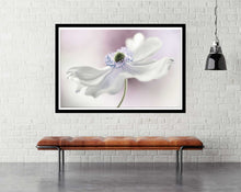 Anemones Breeze by Mandy Disher - flower Photography poster - egoamo.co.za