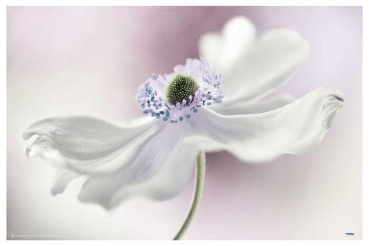 Anemones Breeze by Mandy Disher - flower Photography poster - egoamo.co.za