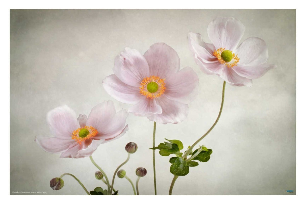 Anemones - egoamo posters