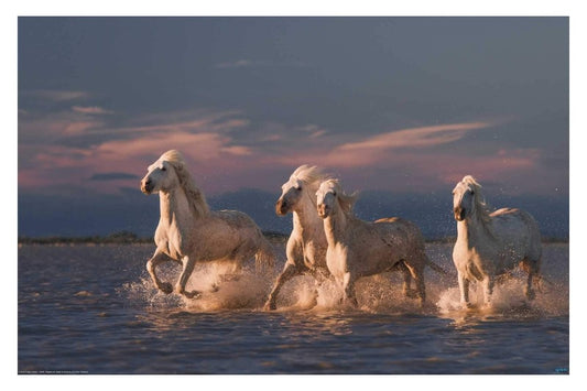 Angels of Camargue by Anton Rostovskiy  - Animal Poster EgoAmo Posters