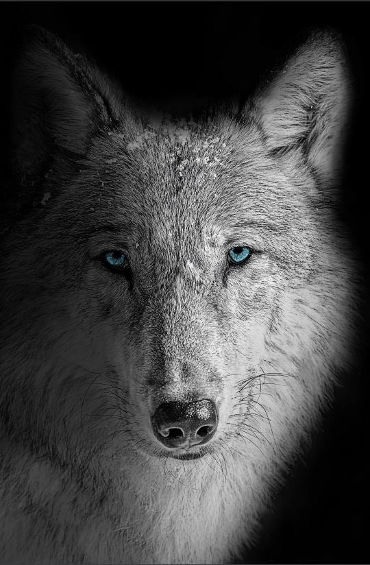 Blue Eyed Wolf - Wildlife Photography poster - egoamo.co.za