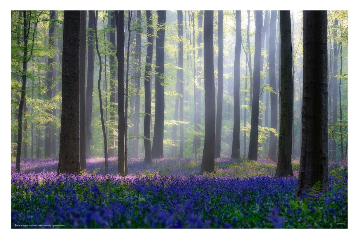 Bluebells - egoamo posters