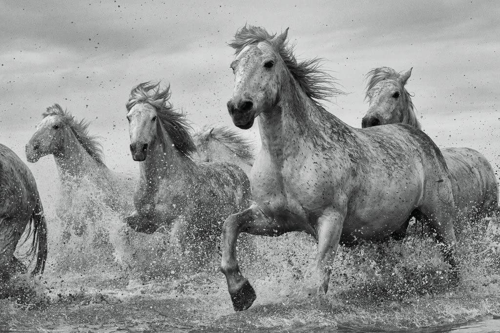 Camargue Horses Wall Art Poster - egoamo.co.za