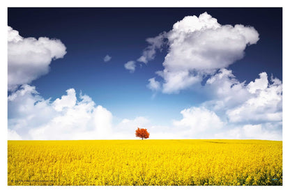 Canola Field - egoamo posters