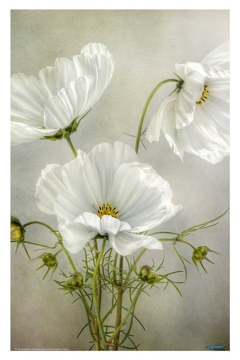 Cosmos Charm - egoamo posters