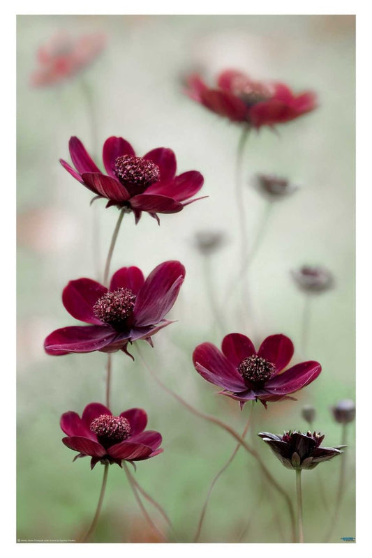 Cosmos Flowers Photography Poster - egoamo.co.za