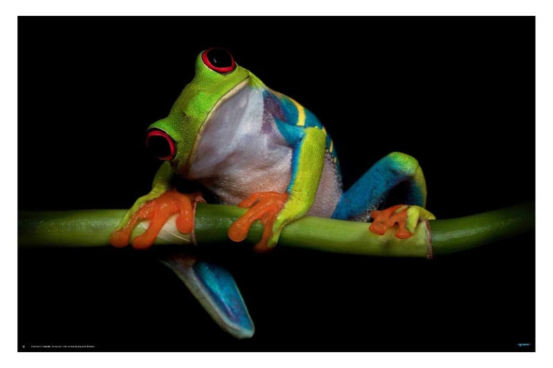 Curiosity by Ferdinando Valerde - Frog Photography Poster - egoamo.co.za
