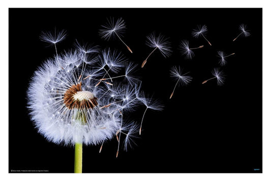 Dandelion Blowing - egoamo posters