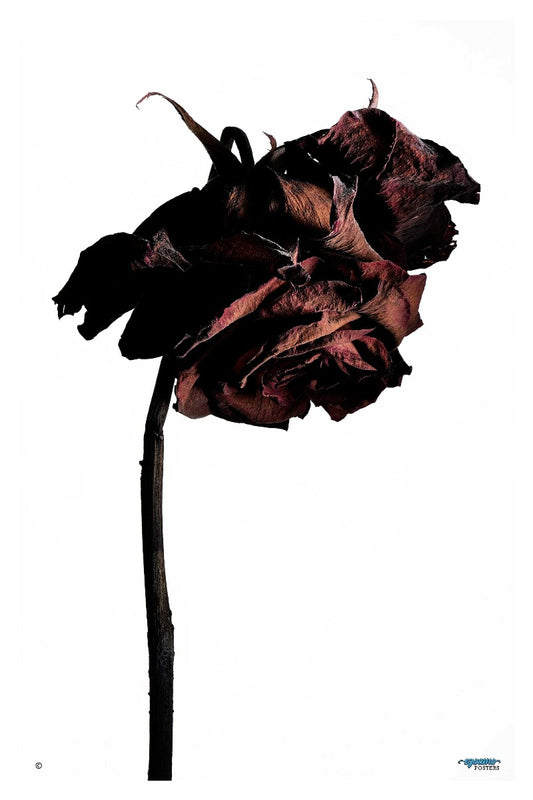 Dried Rose - egoamo posters