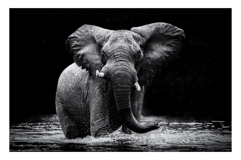 Elephant Power by Gorazd Golob 2021. Wildlife Photography Poster. - egoamo.co.za