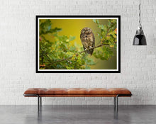 Eurasian Scops Owl by Milan Zygmunt - Animal photography Poster 2021 - egoamo.co.za