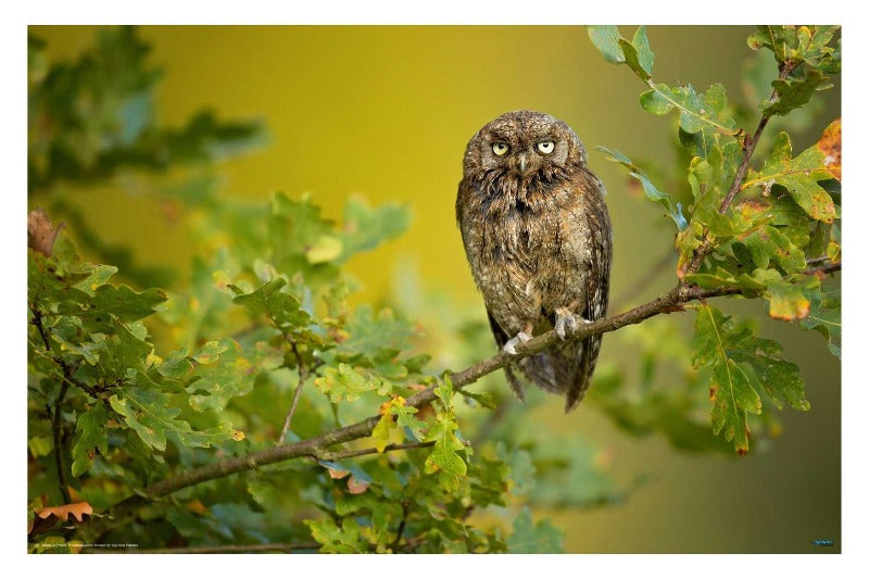 Eurasian Scops Owl by Milan Zygmunt - Animal photography Poster 2021 - egoamo.co.za