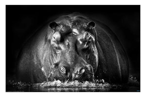 Hippo Power by Gorazd Golob 2021. Wildlife Photography Poster. - egoamo.co.za