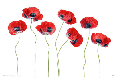 Ladybird Poppies - egoamo posters 