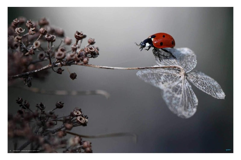 Ladybird on Hydrangea - egoamo posters