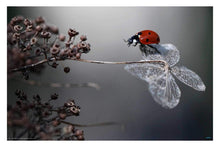 Ladybird on Hydrangea - egoamo posters