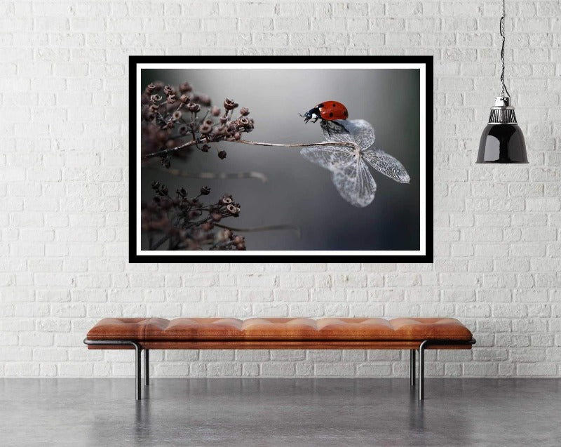 Ladybird on Hydranga by Eleen van Deleen - Nature Photography Poster - egoamo.co.za