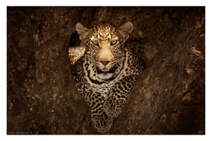 Leopard in a tree - egoamo posters