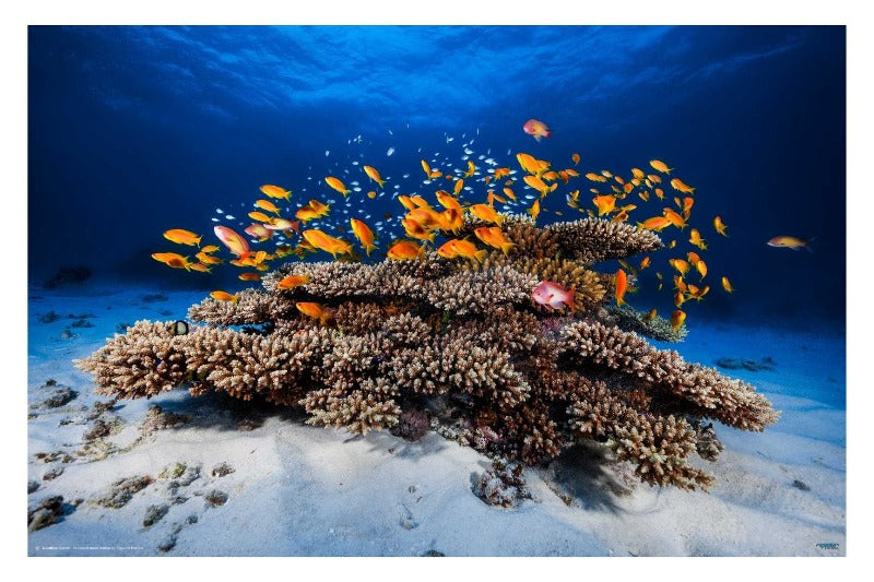 Marine Life by  Barathieu Gabriel - Ocean Photography Poster - egoamo.co.za