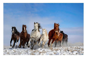 Mongolia horses - egoamo posters