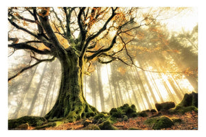 November by Christophe Kiciak - Tree Poster - egoamo.co.za