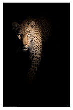 Leopard big 5 animal wildlife poster - egoamo posters