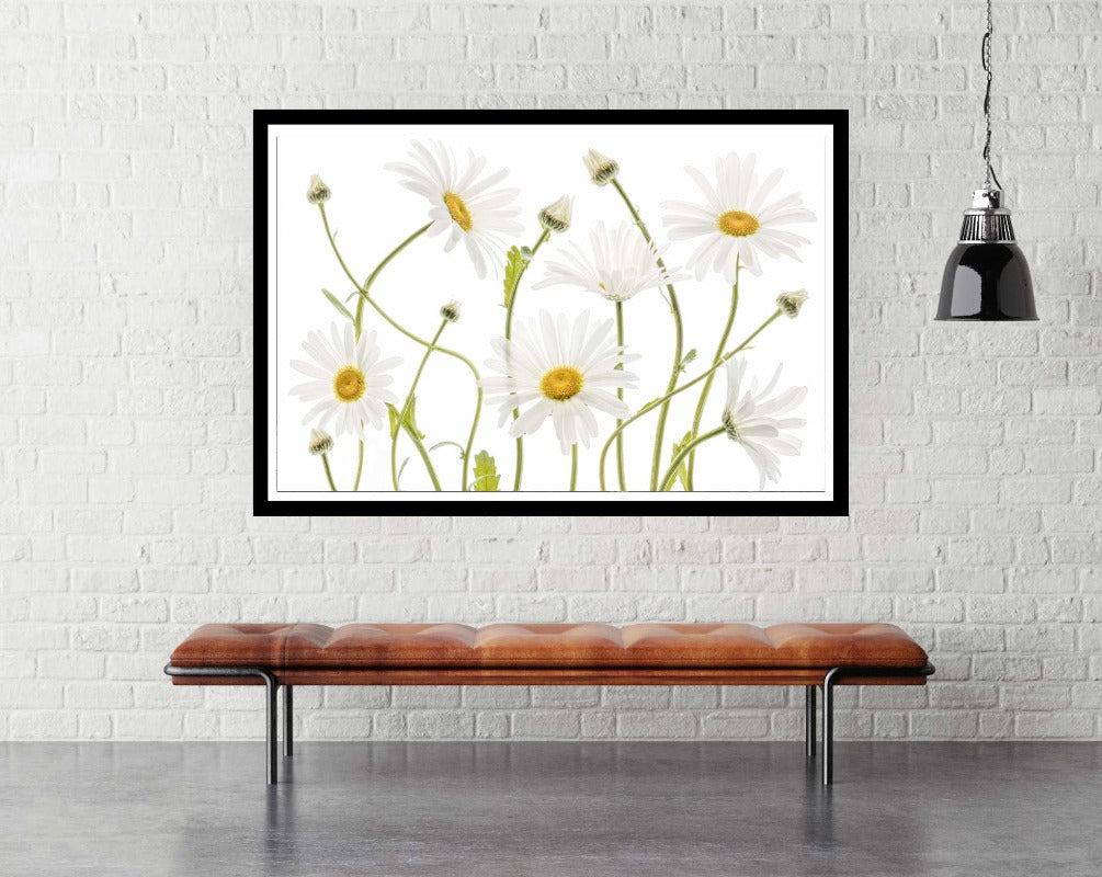 Ox Eye Daisies - room mockup - egoamo posters