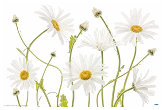 Ox Eye Daisies - egoamo posters