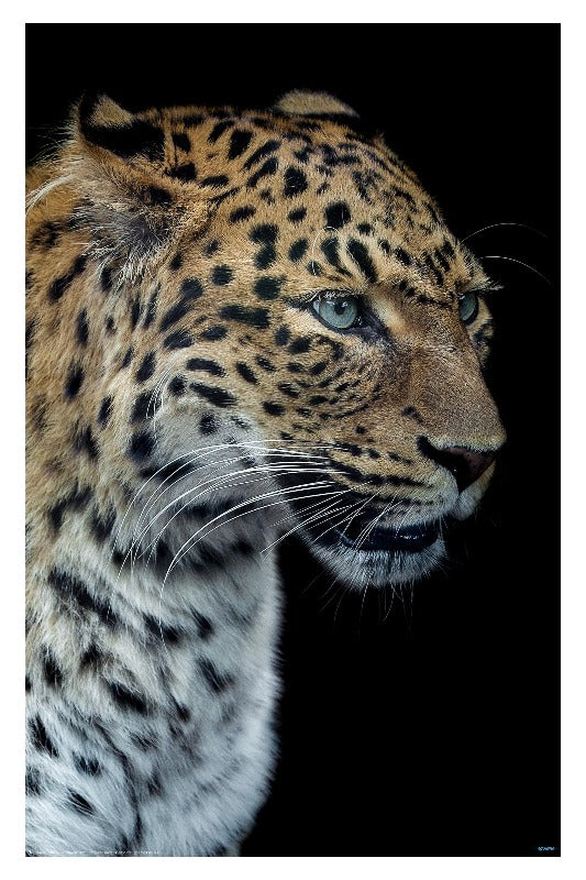 Panthere portrait version 2.0 by Laurent Lothare Dambreville - Animal Portrait Poster  - egoamo posters