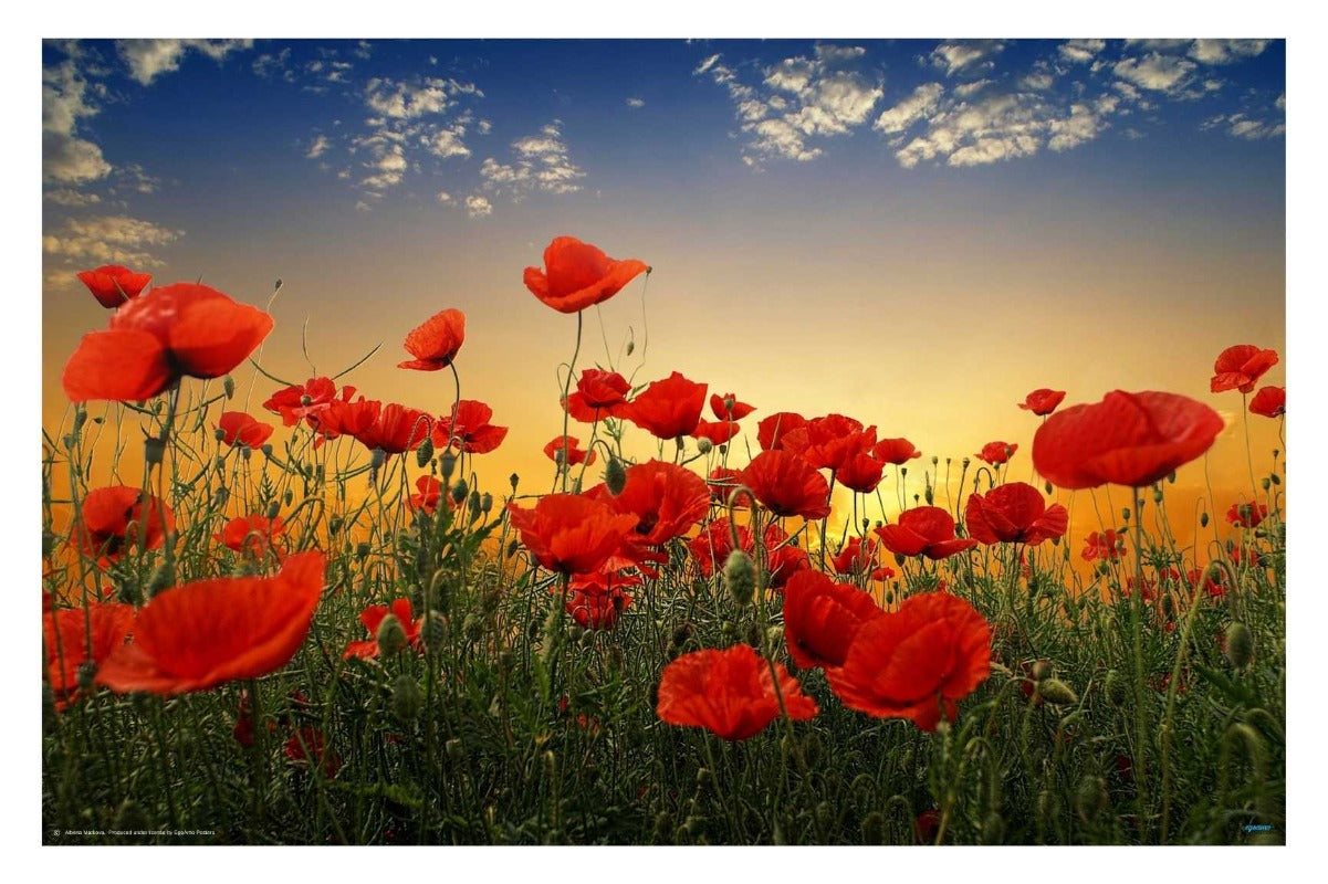 Poppies by Albena Markova Art Photography poster - egoamo.co.za