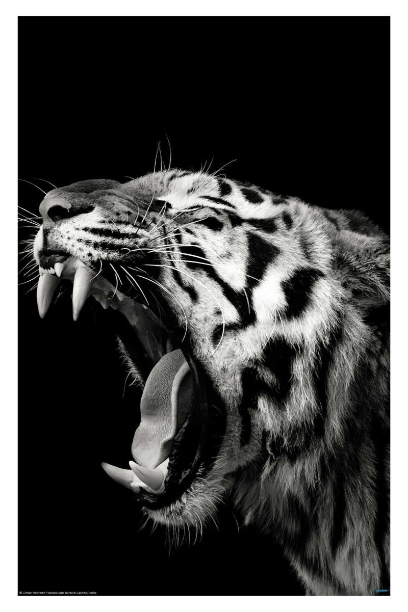 Tiger Yawning Photography Poster - egoamo.co.za