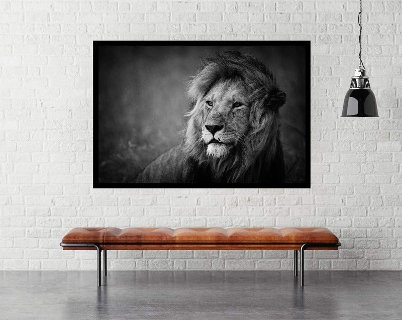 Regal by Mohammed Alnaser. Wildlife Photography Poster. - egoamo.co.za