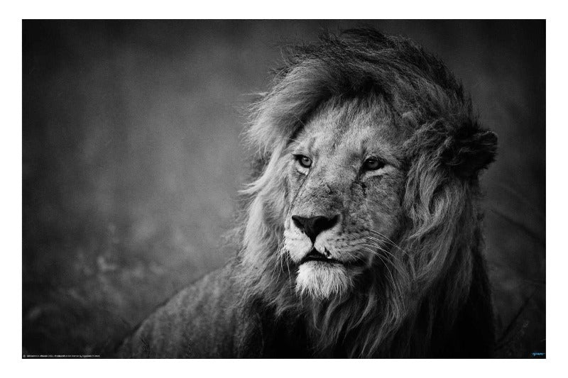Regal by Mohammed Alnaser. Wildlife Photography Poster. - egoamo.co.za