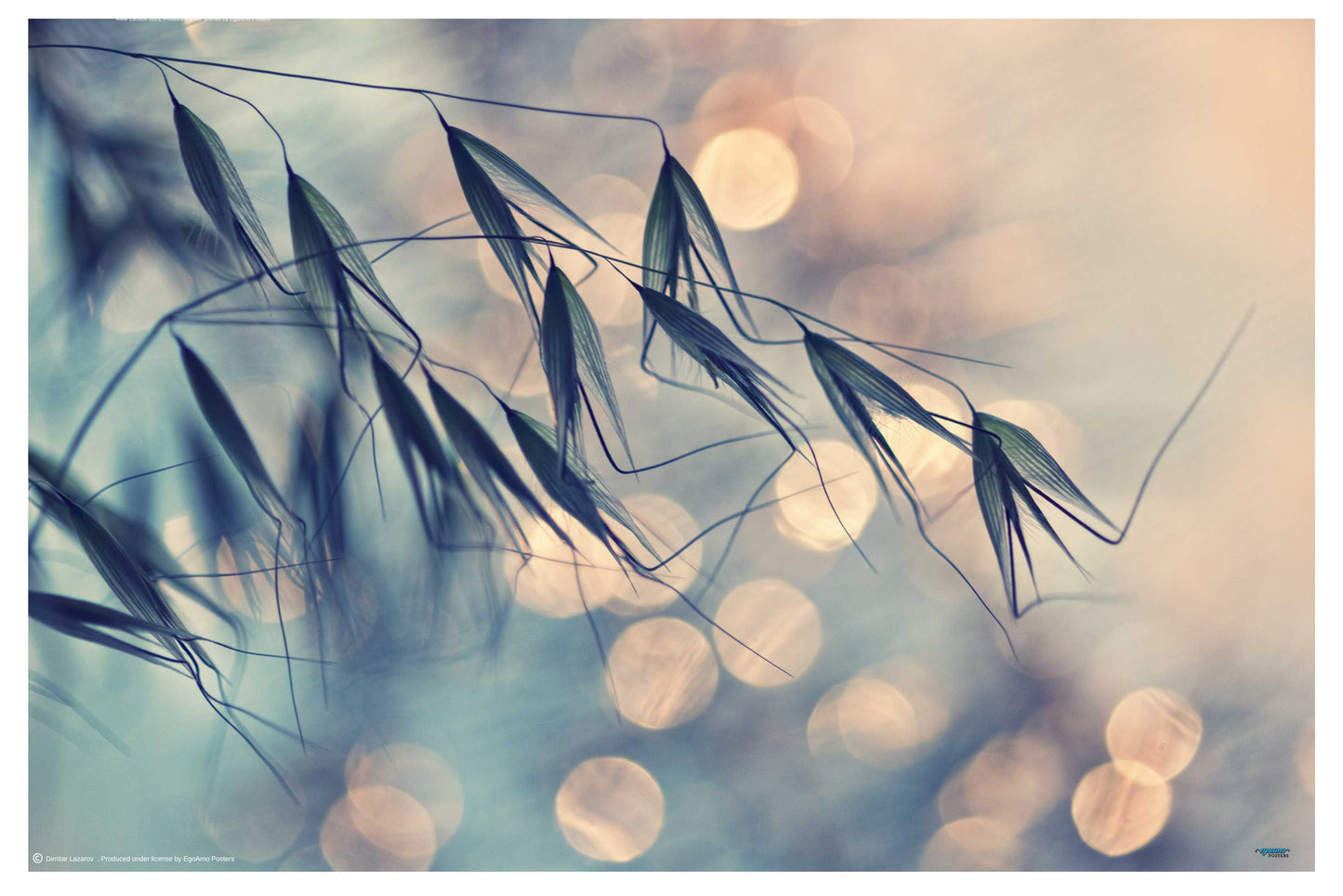 Seed pod fairy lights by Dimitar Lazarov - nature Photography poster - egoamo.co.za