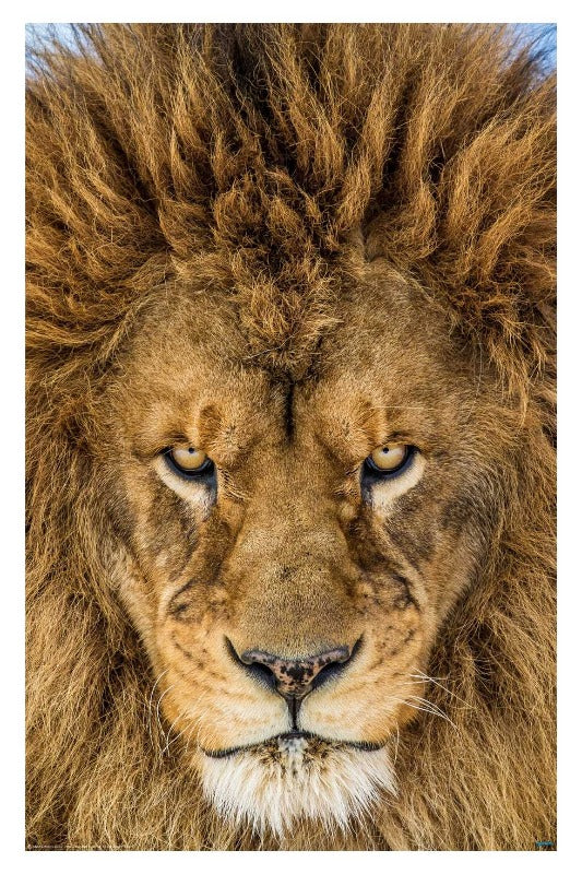 Serious Lion by Mike Centioli - Wildlife Poster - egoamo.co.za