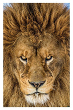 Serious Lion by Mike Centioli - Wildlife Poster - egoamo.co.za