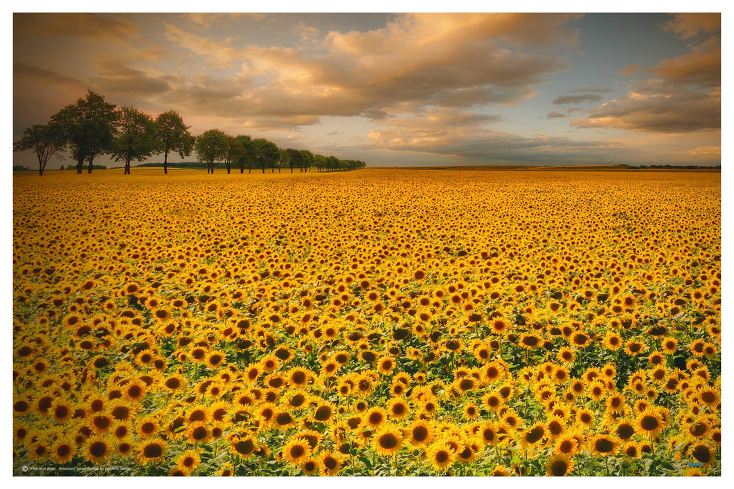 Sunflowers by Piotr Krol (Bax) - Nature Photography poster - egoamo.co.za