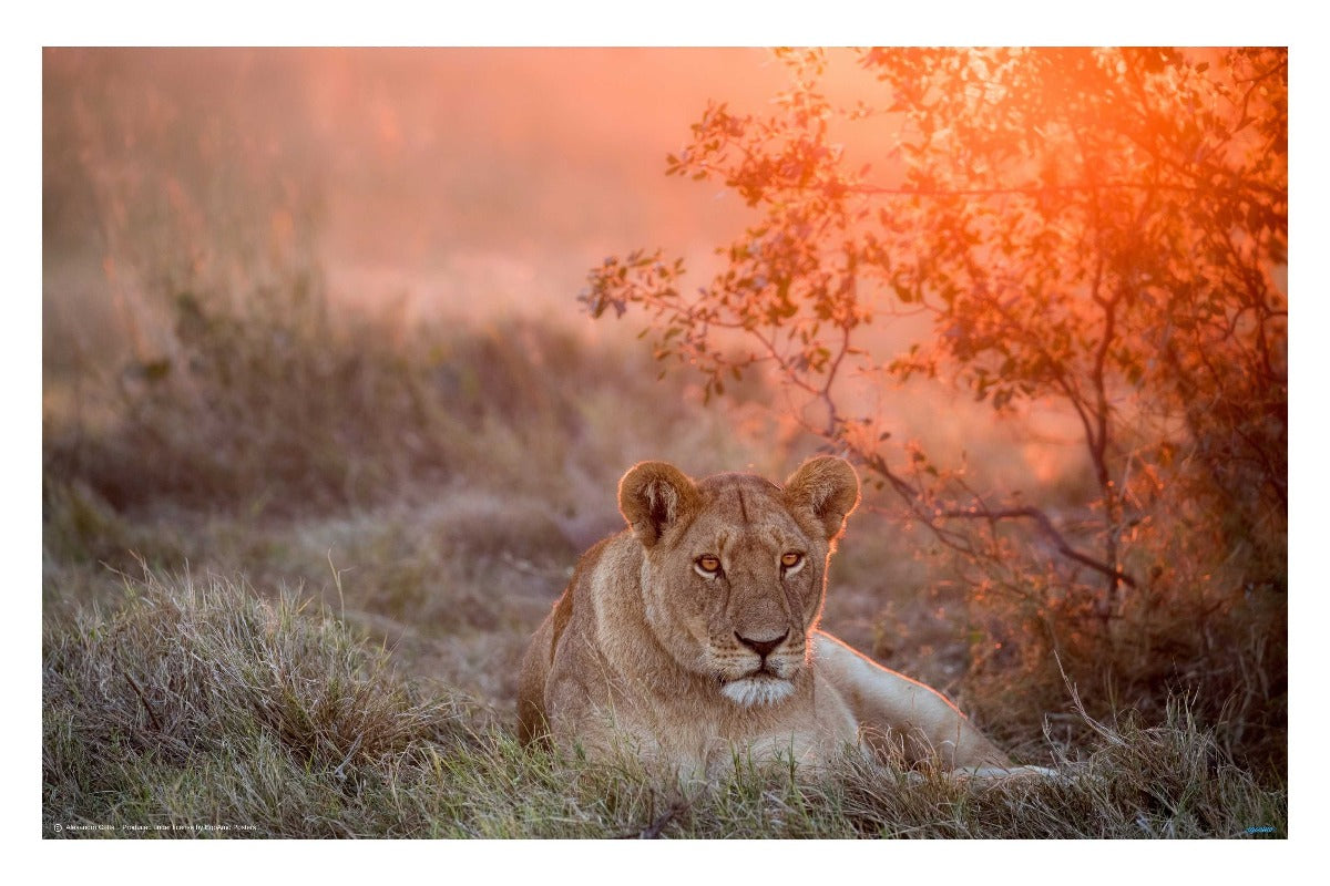 Sunset Lioness - egoamo poters