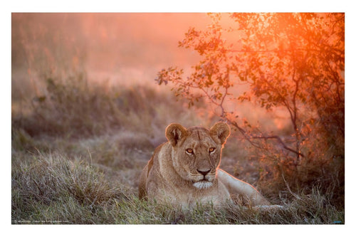 Sunset Lioness - egoamo poters