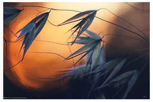 Sunset by Dimitar Lazarov - nature Photography poster - egoamo.co.za