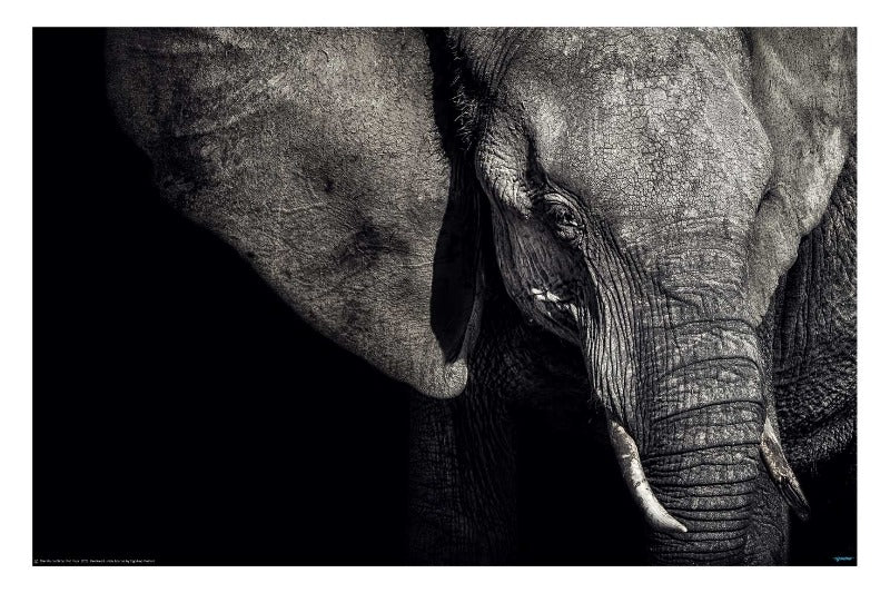 The Matriarch by  Piet Four  2021 art photography elephant poster - egoamo posters