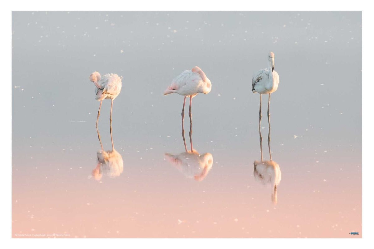 Three Flamingos ... - egoamo posters