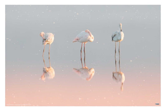 Three Flamingos ... - egoamo posters