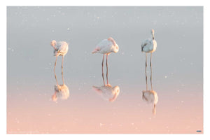 Three Flamingos ... - egoamo posters