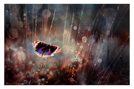 Traped by Rooswandy Juniawan - Butterfly Poster  - egoamo.co.za