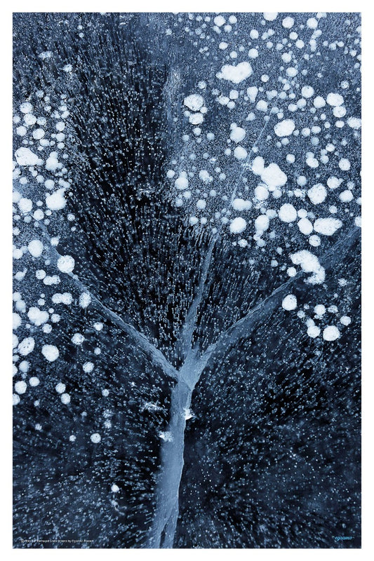 Winter Blossoms - egoamo posters